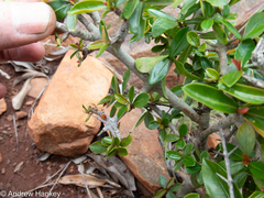Hyperacanthus amoenus