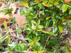 Hyperacanthus amoenus