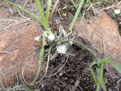 Delosperma pottsii