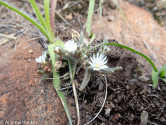 Delosperma pottsii