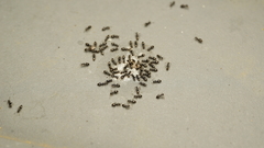 Technomyrmex albipes