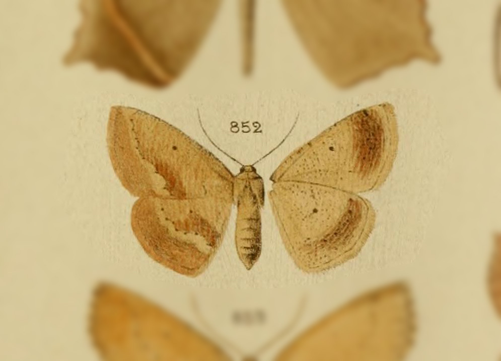 Sabulodes muscistrigata