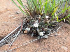 Delosperma pottsii
