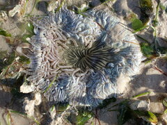 Heteractis aurora