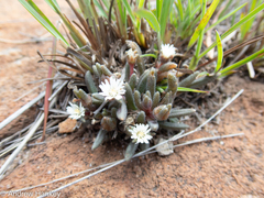 Delosperma pottsii