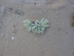 Heteractis aurora
