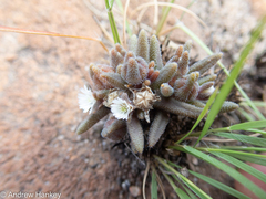 Delosperma pottsii