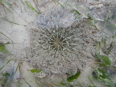 Heteractis aurora