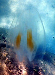 Ctenophora