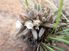 Delosperma pottsii