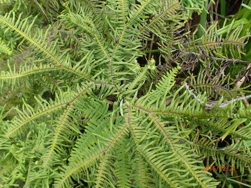 Image of Sticherus umbraculifer by no rights reserved