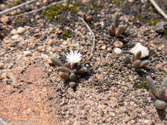 Delosperma pottsii