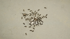 Technomyrmex albipes