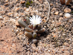 Delosperma pottsii