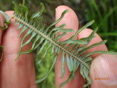 Sticherus umbraculifer