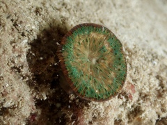 Coscinaraea