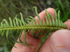 Sticherus umbraculifer