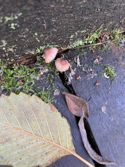 Mycena bulliformis
