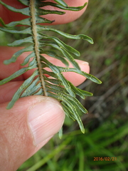 Sticherus umbraculifer