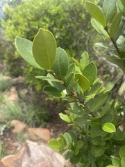 Cassipourea swaziensis