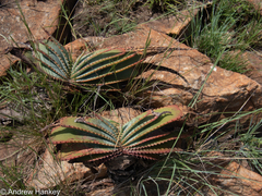 Aloe suprafoliata