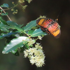 Pseudacraea boisduvalii