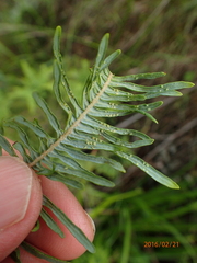 Sticherus umbraculifer