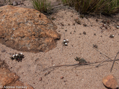 Delosperma pottsii