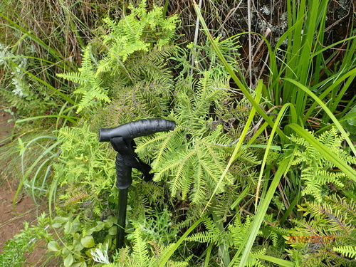 Image of Sticherus umbraculifer by no rights reserved