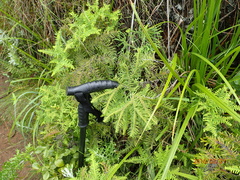 Sticherus umbraculifer