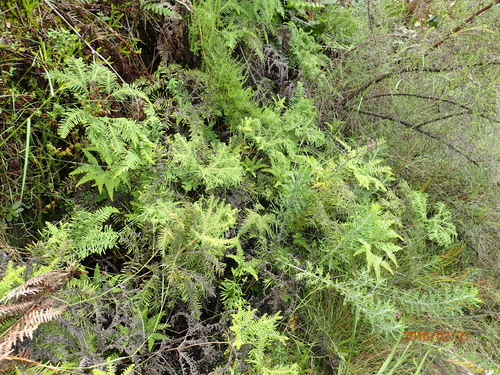 Image of Sticherus umbraculifer by no rights reserved