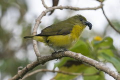 Euphonia