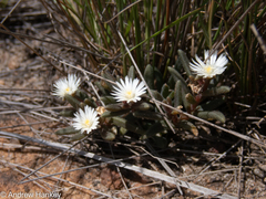 Delosperma pottsii