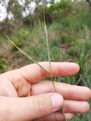 Diheteropogon amplectens