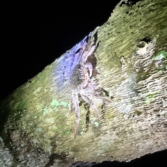 Episesarma versicolor