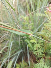 Diheteropogon amplectens