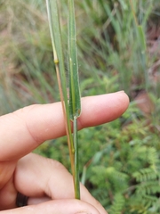 Diheteropogon amplectens