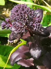 Hylotelephium telephium fabaria