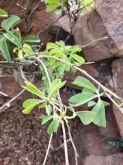 Adenia glauca