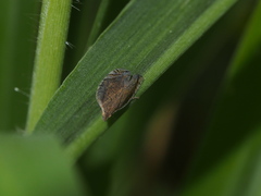 Lophops carinata