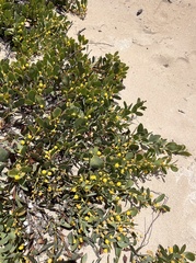 Acacia brachybotrya
