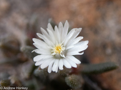 Delosperma pottsii