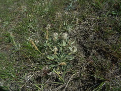 Plantago arachnoidea