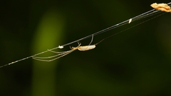Tetragnathidae