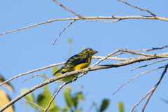 Euphonia
