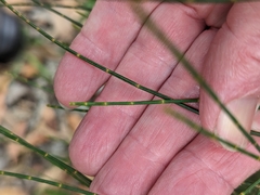 Allocasuarina striata