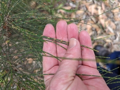 Allocasuarina striata