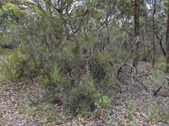 Allocasuarina striata