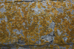 Variospora flavescens