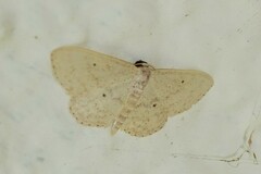 Idaea palaestinensis
